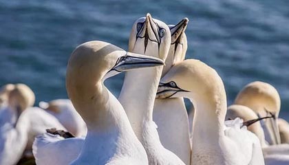 开云体育博彩-德甲积极探索数字化转播新模式，2021-2022德甲转播权