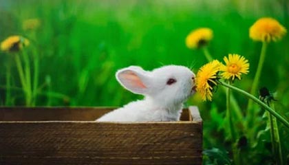 开云体育博彩-德甲积极探索数字化转播新模式，2021-2022德甲转播权